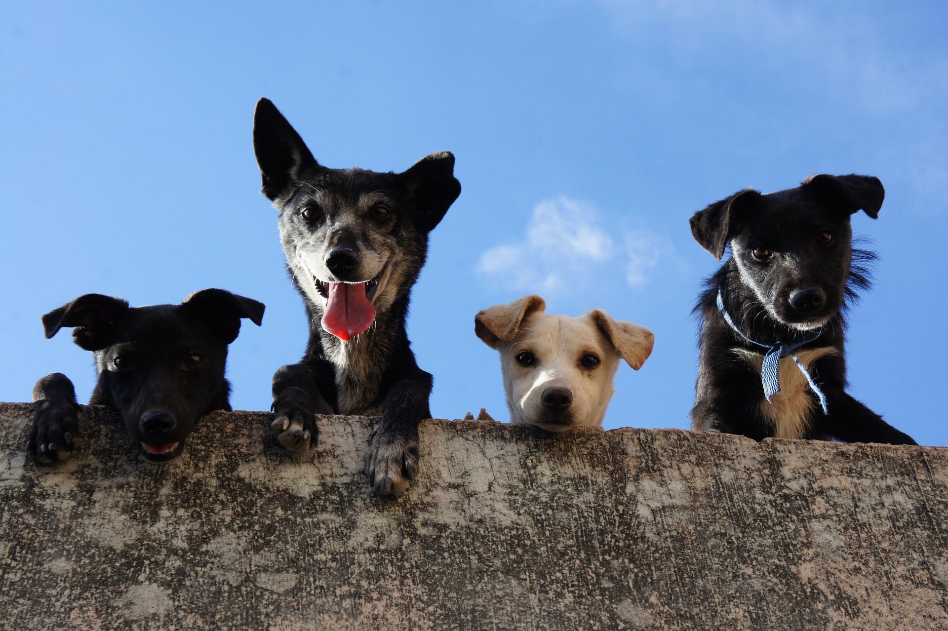 Foto von Edgar Daniel Hernández Cervantes für Pexels