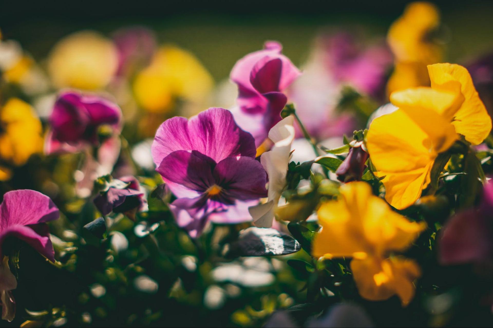 Pansies are the flowers that people usually leave at the graves on All Saints Day. Photo by Raimond Klavins, Unsplash